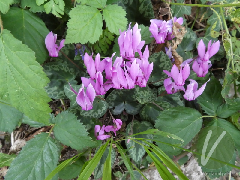 Europäisches Alpenveilchen: Übersicht